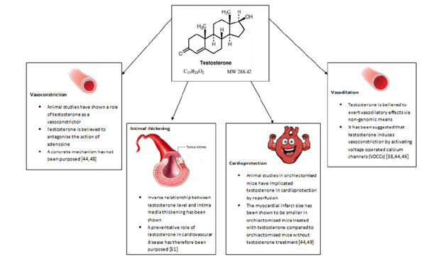 Testosterone and Cardiovascular Disease