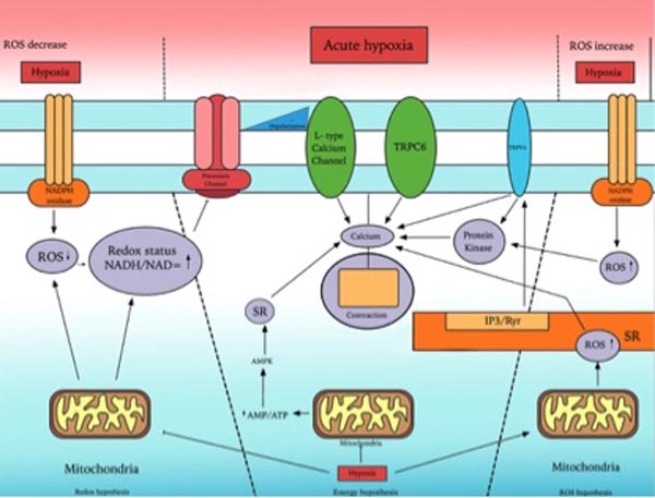 Fig. ( 2 ) provides an overview of mechanisms involved in acute hypoxic ...