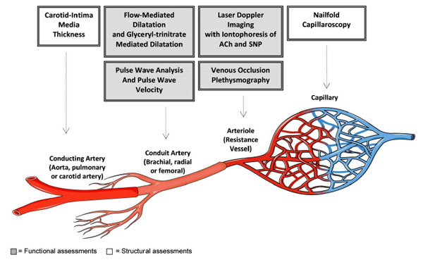 The Endothelium and Its Role in Regulating Vascular